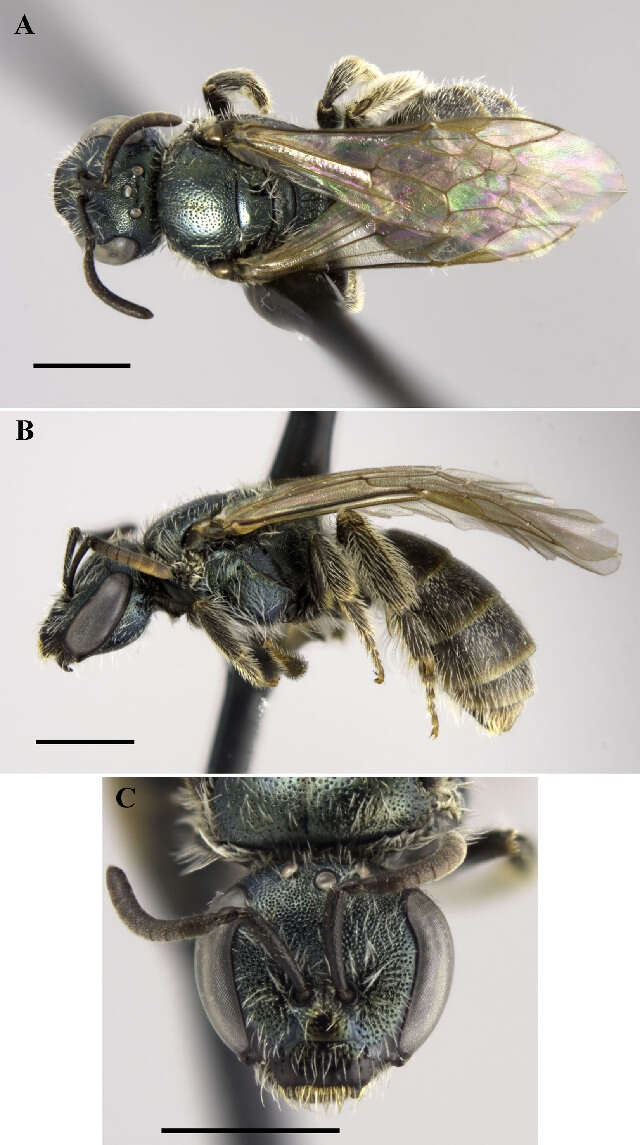 Plancia ëd Lasioglossum punctatoventre (Crawford 1907)