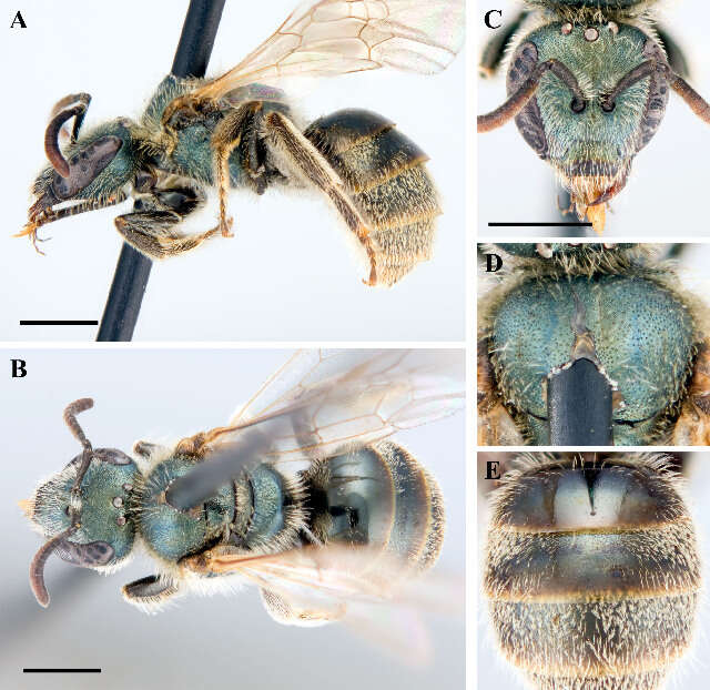 Lasioglossum sagax (Sandhouse 1924)的圖片