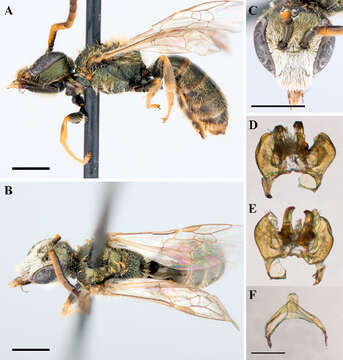 Lasioglossum sagax (Sandhouse 1924)的圖片