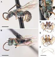 Image of Lasioglossum sagax (Sandhouse 1924)