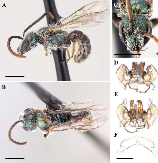 Image of Lasioglossum sagax (Sandhouse 1924)