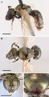 Image of Lasioglossum sedi (Sandhouse 1924)