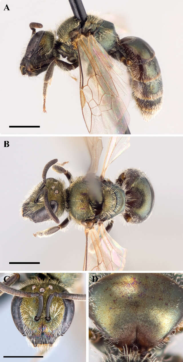 Lasioglossum sedi (Sandhouse 1924)的圖片