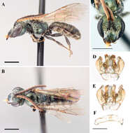 Lasioglossum sedi (Sandhouse 1924)的圖片