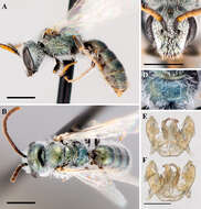 Image of Lasioglossum semicaeruleum (Cockerell 1895)