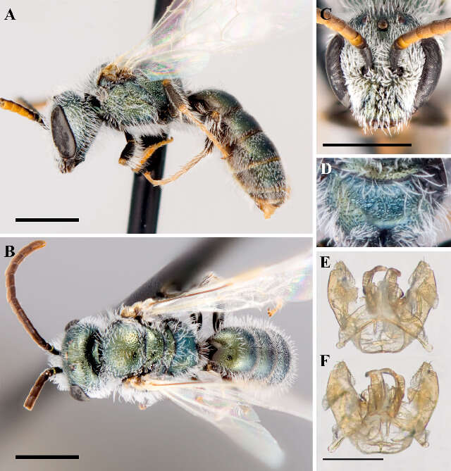 Lasioglossum semicaeruleum (Cockerell 1895)的圖片