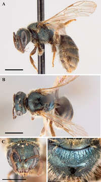 Lasioglossum subversans (Mitchell 1960)的圖片