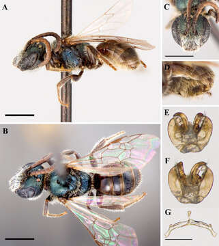 Lasioglossum subversans (Mitchell 1960)的圖片