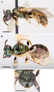 Lasioglossum subviridatum (Cockerell 1938)的圖片