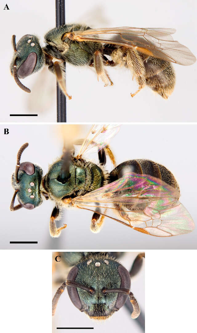 Lasioglossum subviridatum (Cockerell 1938) resmi