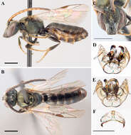 Lasioglossum subviridatum (Cockerell 1938)的圖片