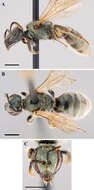 Image of Lasioglossum succinipenne (Ellis 1913)