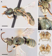 Lasioglossum succinipenne (Ellis 1913)的圖片