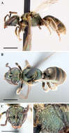 Image of Lasioglossum tegulare (Robertson 1890)