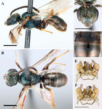 Plancia ëd Lasioglossum tenax (Sandhouse 1924)