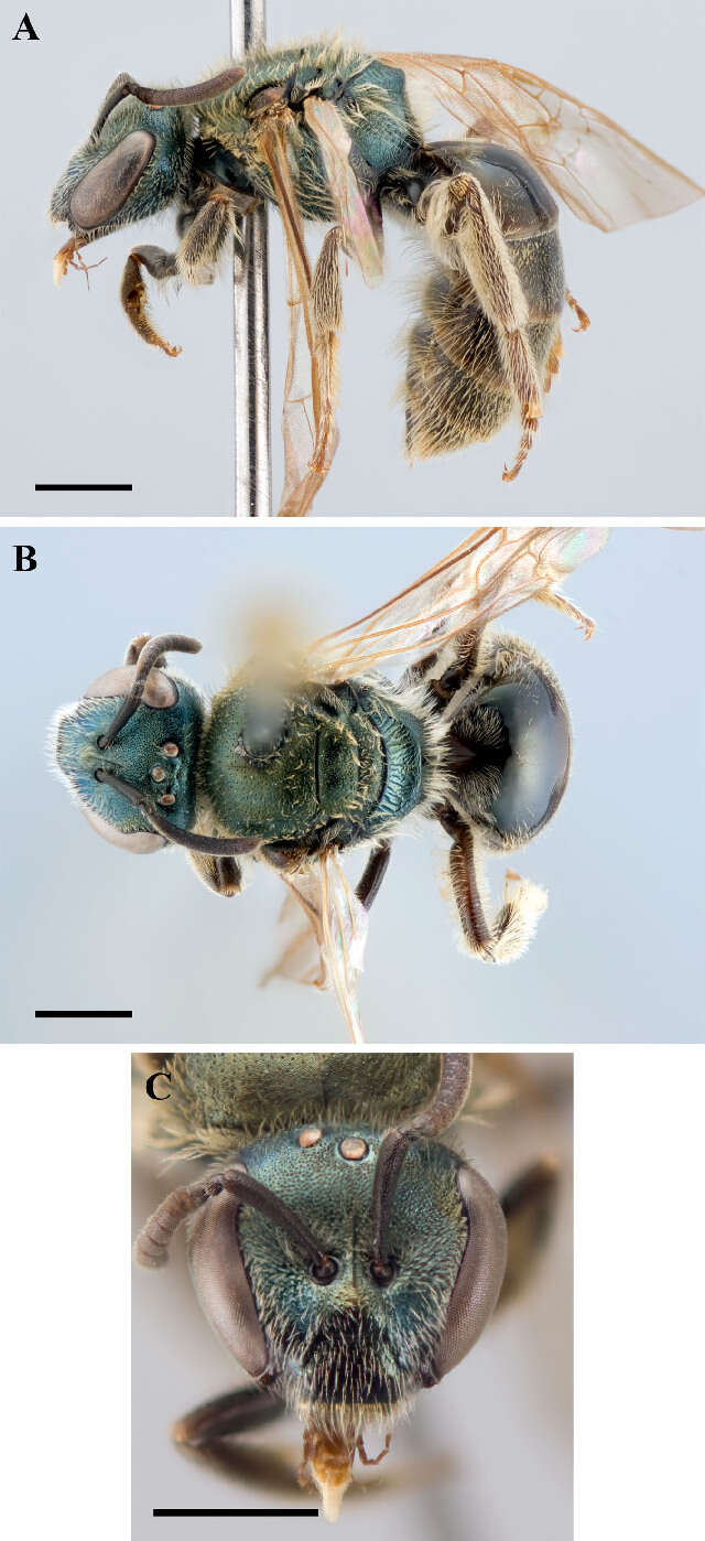 Слика од Lasioglossum versatum (Robertson 1902)