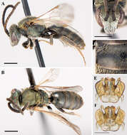 Слика од Lasioglossum versatum (Robertson 1902)