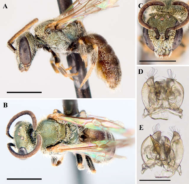 Lasioglossum vierecki (Crawford 1904)的圖片