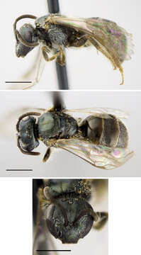 Image of Lasioglossum weemsi (Mitchell 1960)