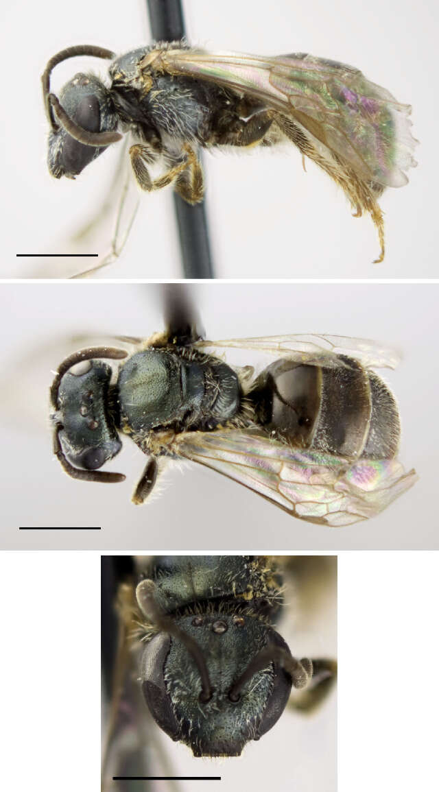 Lasioglossum weemsi (Mitchell 1960)的圖片