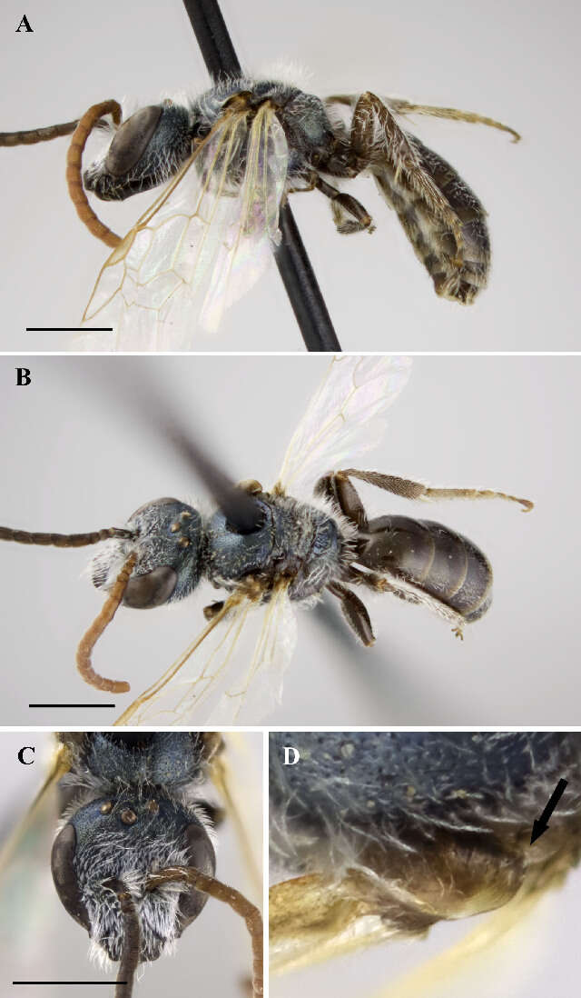 Image of <i>Lasioglossum yukonae</i>