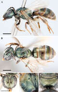 Imagem de Lasioglossum zephyrum (Smith 1853)