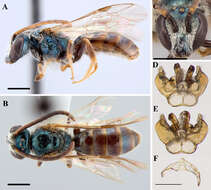 Imagem de Lasioglossum zephyrum (Smith 1853)