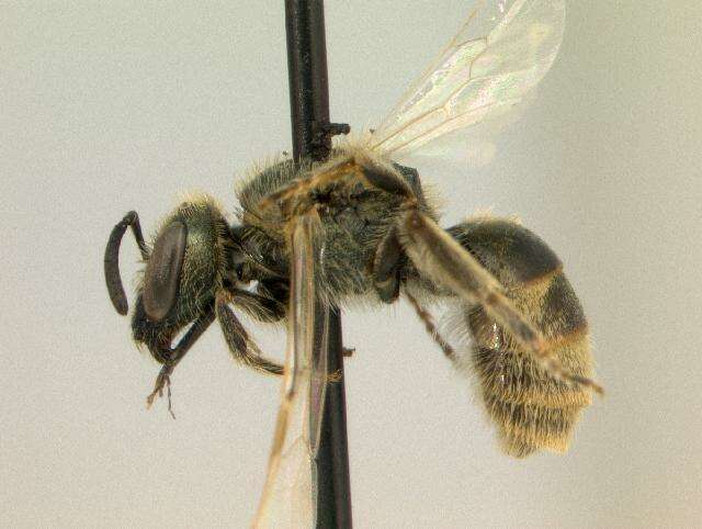 Lasioglossum albipenne (Robertson 1890)的圖片