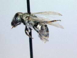 Image of Lasioglossum albohirtum