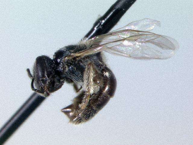 Plancia ëd Lasioglossum apopkense (Robertson 1892)