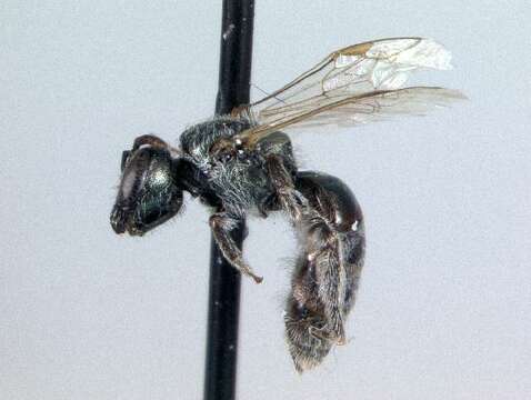 Lasioglossum arcanum (Sandhouse 1924)的圖片