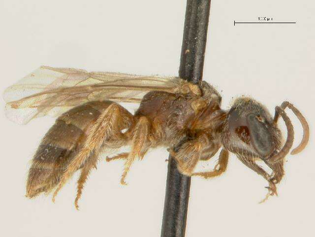 Lasioglossum lionotum (Sandhouse 1923)的圖片