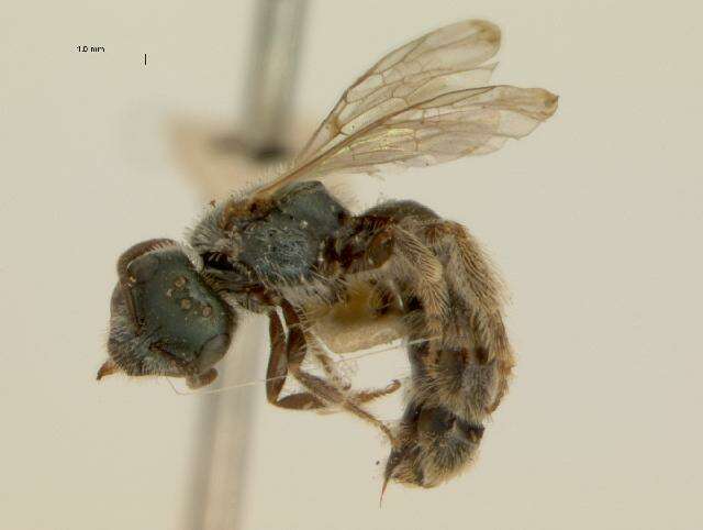 Image of Lasioglossum