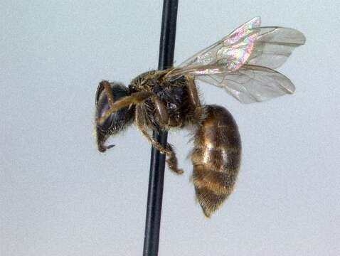 Imagem de <i>Lasioglossum rozeni</i>