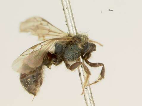 Lasioglossum cyaneonotum (Crawford 1907) resmi