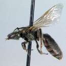 Lasioglossum disparile (Cresson 1872)的圖片