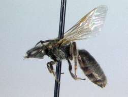 Lasioglossum disparile (Cresson 1872)的圖片