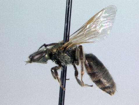 Image of Lasioglossum disparile (Cresson 1872)