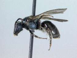 Lasioglossum dreisbachi (Mitchell 1960)的圖片