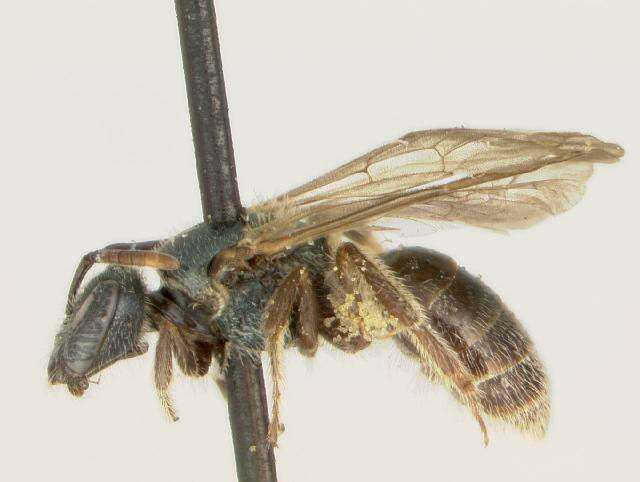 Lasioglossum dreisbachi (Mitchell 1960)的圖片