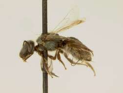 Image of <i>Lasioglossum ellisiae</i>