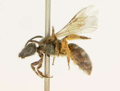 Lasioglossum hemimelas (Cockerell 1901) resmi