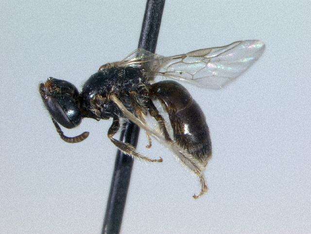 Lasioglossum illinoense (Robertson 1892)的圖片