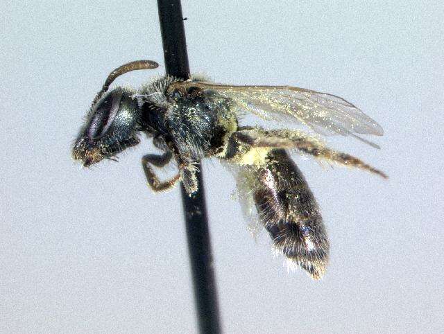 Image of Lasioglossum incompletum (Crawford 1907)