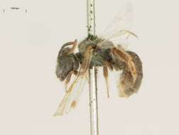 Image of Lasioglossum incompletum (Crawford 1907)