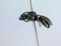 Lasioglossum michiganense (Mitchell 1960)的圖片