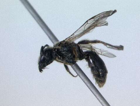 Image of Lasioglossum michiganense (Mitchell 1960)