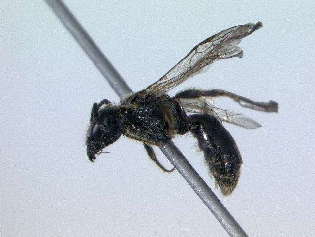 Lasioglossum michiganense (Mitchell 1960)的圖片