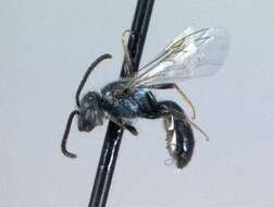 Imagem de Lasioglossum microlepoides (Ellis 1914)