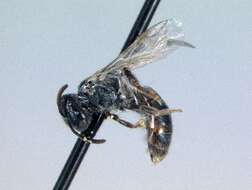 Imagem de Lasioglossum microlepoides (Ellis 1914)